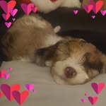 Amy Zabel Darling - @amy6962 - Instagram