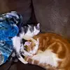 amyzahrai - @amyzahrai - TikTok