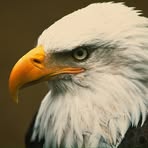 An Eagle - Facebook
