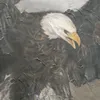 an eagle - @eagggles - TikTok