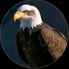 AN EAGLE - @ken0727121 - TikTok