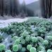 Anujin Anuka - Facebook