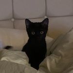 아나 - @ana_blackcat_ - Instagram