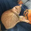 Ana Dixon200 - @nachothetiktokcat - TikTok