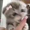 Alana handley - @alana.handley0 - TikTok