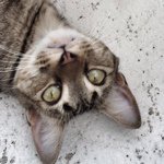 Ana Hurley 🐱🐱🐱 - @the_puffinette - Instagram