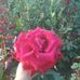 Ana Ivanova - Facebook
