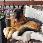 Ana Johnston - @voninfernumkennel - Instagram