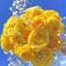 Ana Laurel - Facebook