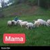 Ana Motogna - Facebook