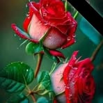 Ana Muralles - Facebook