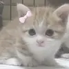 Ana - @ananagle - TikTok