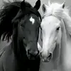 Ana Nasseri - @ana.nasseri - TikTok