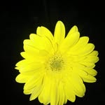 Ananeal - @ananeal161 - Instagram
