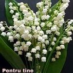 Ana Neamtu - @ana.neamtu.56 - Instagram