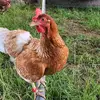 Ana nelson - @vitoria_farms - TikTok