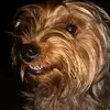 Ana Netto - @ananetto3 - TikTok
