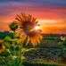 Ana Noa - Facebook