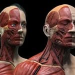 Anatomía Normal UNLaR - @anato.unlar - Instagram