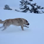 Anatolian Shepherd Balkan - @anatolian_shepherd_balkan - Instagram