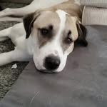 ANATOLIAN SHEPHERD DOGS - @anatolian_shepherd_dogs - Instagram