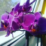 Ana - @ana.tolic.758 - Instagram