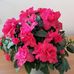 Ana Toma - Facebook