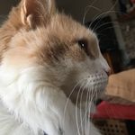 Ana Cristina Townsend - @a.c_townsend - Instagram