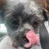 Zoomie dog 🐕 - @anagtownsend - TikTok