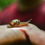 Anadi Gaur - @macro__beautiful - Instagram