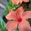 Anai Diaz - @anaidiazd - TikTok