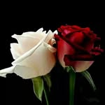 Anand Hiremath - @anand.hiremath.50309 - Instagram