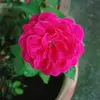 Anantharani Mark - @anantharanimark - TikTok