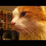 Anders Hallberg - @sebbecat99 - Instagram