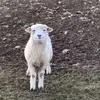 andershanson_ - @andershanson_ - TikTok