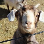 Anderson And Girls Zoo Page - @andersonandgirls - Instagram