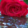 andiearmstrong723 - @andiearmstrong723 - TikTok