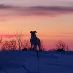 Andre Comeau - @andre.comeau.1276 - Instagram