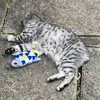 Andrew eaton - @andrew.eaton0 - TikTok
