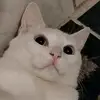 Andre Figueroa - @andre.figueroa87 - TikTok