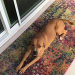 Andre Fortune - @andre.fortune1 - Instagram