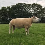 Andrew Foy - @andrew.foy27 - Instagram