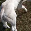 Andre Guerra - @andre.guerra52 - TikTok