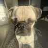 andré - @andreibarra03 - TikTok