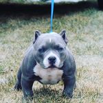 ANDRE IVORY - @familyfirst_bully_camp - Instagram