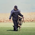 Marc-André Lauzon - @marcandre_lauzon_dog_trainer - Instagram
