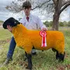 Andrew🐏🐏 - @andrewmassey2 - TikTok