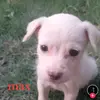 Andre Quiros - @andrequiros608 - TikTok