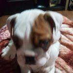 Andre Rambo - @andrerambo22 - Instagram