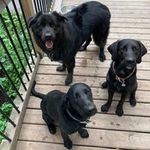 Andrew Régimbal - @andrewregimbal - Instagram